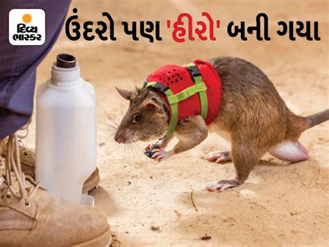 Rats will save lives, track the location of people trapped under ...