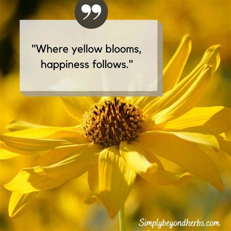 370 Yellow Flower Quotes and Captions - SimplyBeyondHerbs