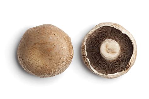 Mushrooms Dissected: Essential Anatomy for Foragers 🍄🔍