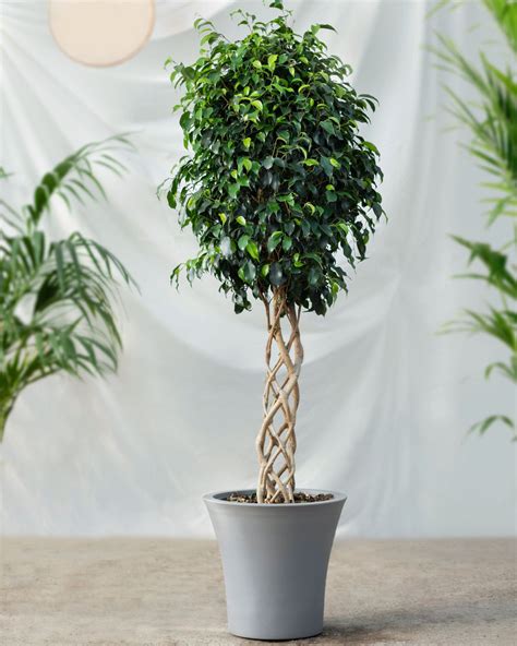 Best Ficus Benjamina Plant Trees Nurseries Near To Me Kadiyam India ...