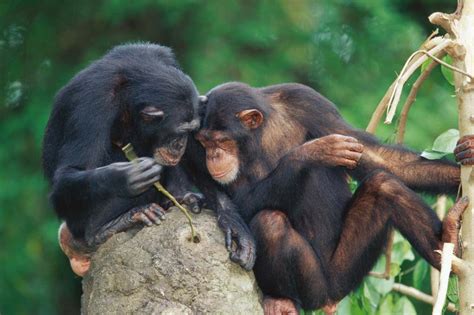 Chimpanzees seem to get more technologically advanced through culture ...