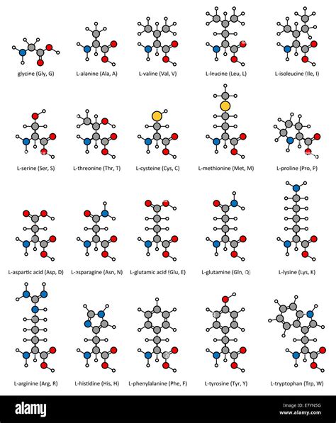 Glycine and alanine amino acids hi-res stock photography and images - Alamy