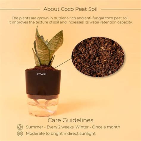 Buy Green Snake Plant (Sansevieria Plant) - Kyari – Kyari.co