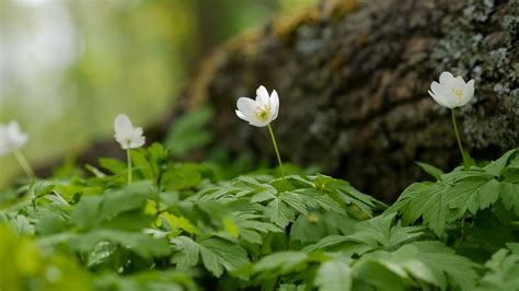 Download wallpaper 3840x2160 anemone, petals, flower, leaves 4k uhd 16: ...