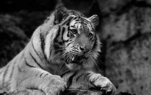 Wallpaper tiger, wild cat, predator, teeth hd, picture, image
