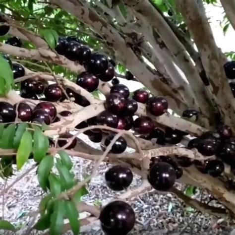 Olho de Boi Selection Fruit Plant (Plinia coronata): A Regal Addition ...