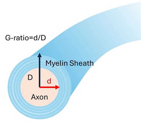 Demyelination & Remyelination in the Cuprizone Model