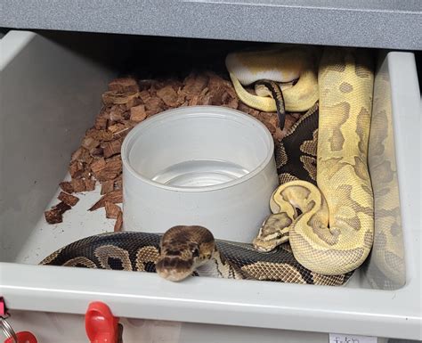 Image result for Www.operation Python