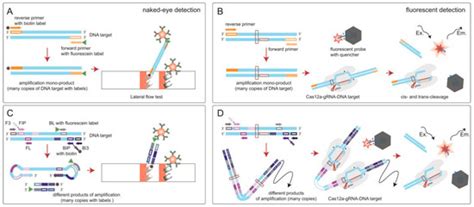 Comparison of Biosensing Methods Based on Different Isothermal ...