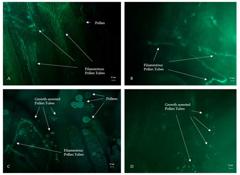In Vitro Pollen Viability, Fluorescence Microscopy, and Transcriptomic ...