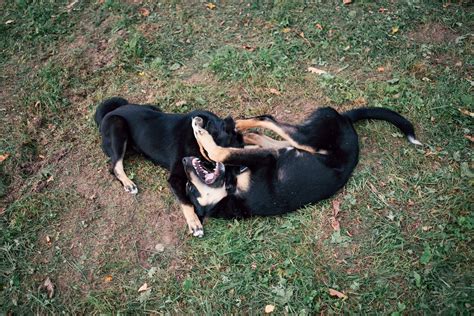 Dogs Playing 的图像结果