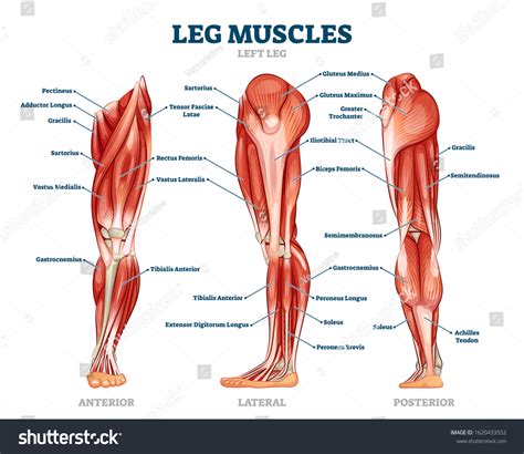 24,078 Leg Muscle Anatomy Images, Stock Photos & Vectors | Shutterstock