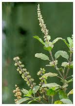 tulsi plant uses- ఒక్క తులసిదళం చాలు - raka sudhakar