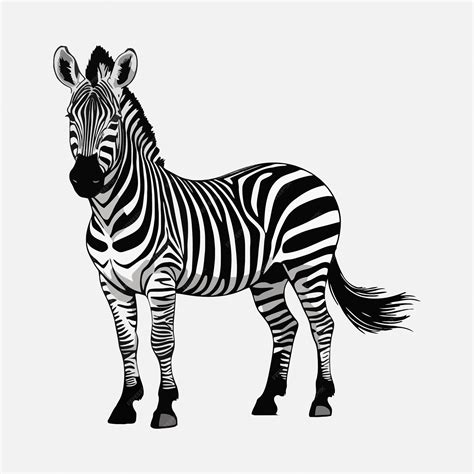 Zebra clipart vector illustration | Premium Vector