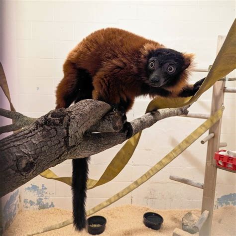 LV Zoo welcomes two red-ruffed lemurs, residents of new Habitat ...