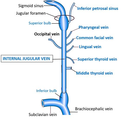 Valves In Internal Jugular Vein at Chloe Maygar blog