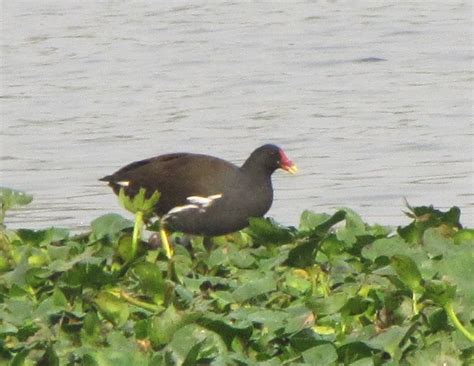 Birding further afield: Santragachhi Bird Census
