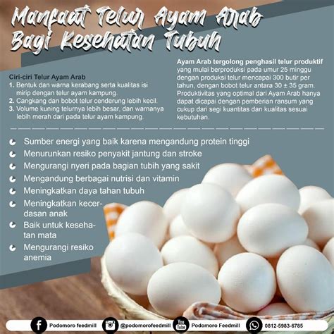 manfaat ayam telur bagi kesehatan