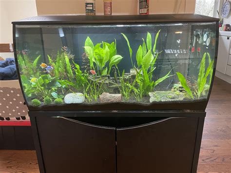 Aquarium Tank Size - Fluval Flex 32.5G - More Fish ? : r/Aquariums