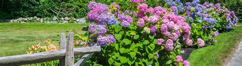 Image result for Pre-Spring Hydrangea Care