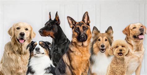 Razas De Perros Pequeños Con Fotos Y Nombres 22 Razas De Perros