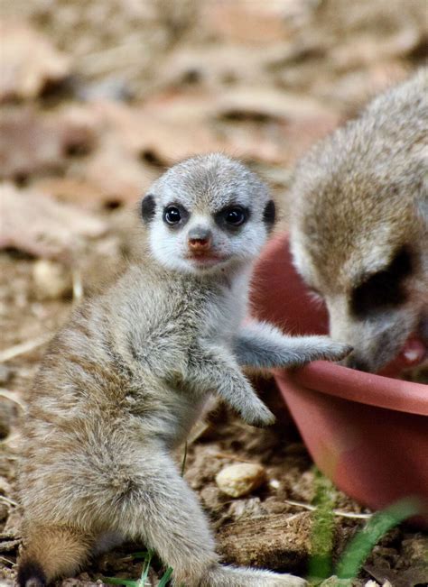 2 baby meerkats born at Houston Zoo make public debut