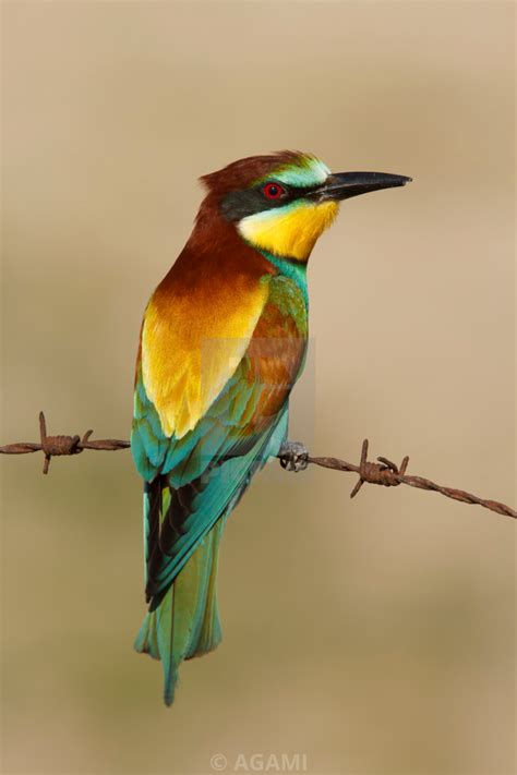 Image result for European Bee-eater Flying Back View