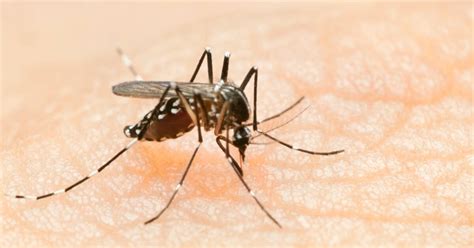Tropical diseases and LC-Plasma: Kirin and University of Malaya to ...
