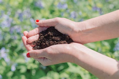 How to Use Coffee Grounds in Your Garden