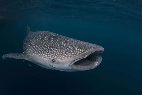 Whale Sharks Indonesia