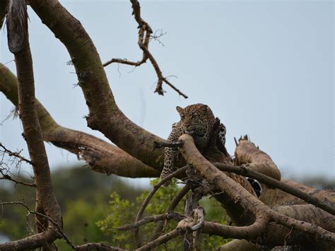 WILDFRONTIERS UGANDA (2026) All You Need to Know BEFORE You Go (with ...