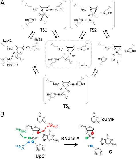 Experimental and computational analysis of the transition state for ribonuclease A-catalyzed RNA ...