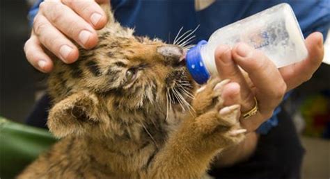 Emergency Services in Manali, Fire and Police Stations in Manali