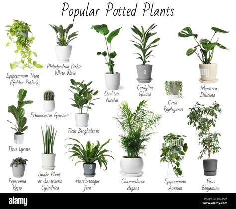 Pots Name List at Joshua Mayes blog