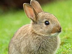 Image result for Bunny Buney