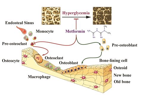 The Potential Therapeutic Role of Metformin in Diabetic and Non ...