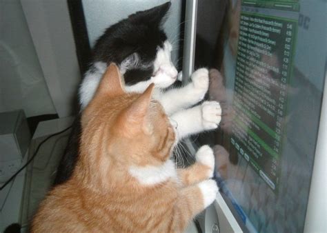 Image result for Cat Fixing Computer