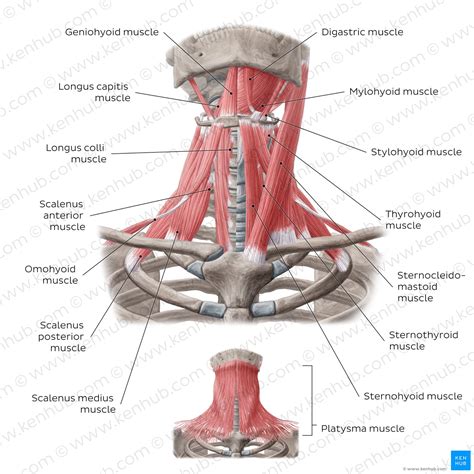 Cervical Muscle Anatomy