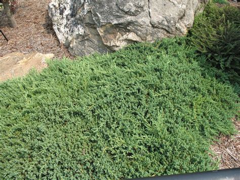 Best Low Growing Evergreen Ground Cover at Dominic Nanya blog
