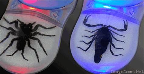 Image result for Unusual Computer Mouse