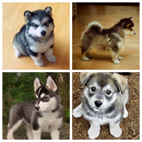Pomeranian husky mix | awesome | Pinterest | Pomeranian husky, Husky ...