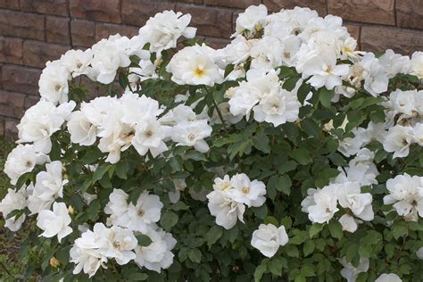 White Knock Out® - Star® Roses and Plants