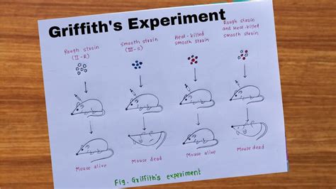 Image result for Difference Between Integration Testing