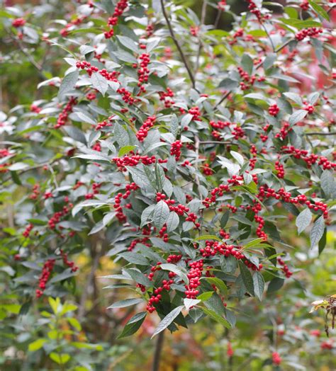 Common Winterberry - Maine Native Plants