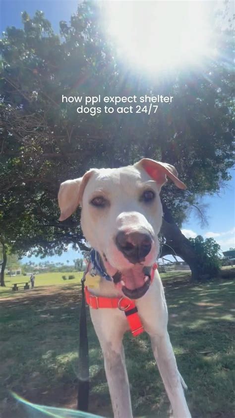 Image result for Terrifying Pit Bull