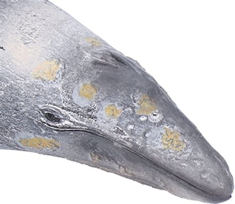 Buy Grey Whales Figure, Marine Life Figure Toy Grey Whale Model for ...