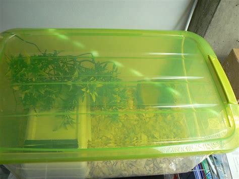 Cool Ball Python Setups 的图像结果