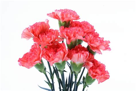 Carnations- 5 Stems – Bring My Flowers