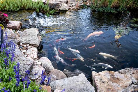 Pond Design Ideas 的图像结果