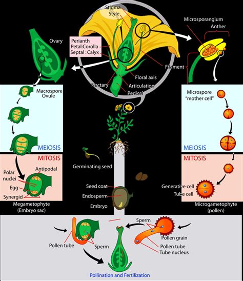 prepare a flowchart to explain sexual reproduction in plant